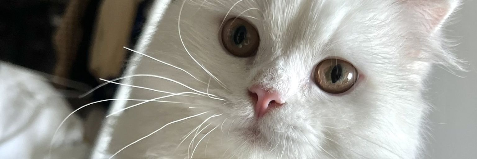 ztea_miracle's profile banner image