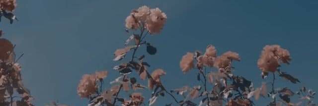 mocronopia's profile banner image
