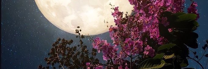 sepisunflower's profile banner image