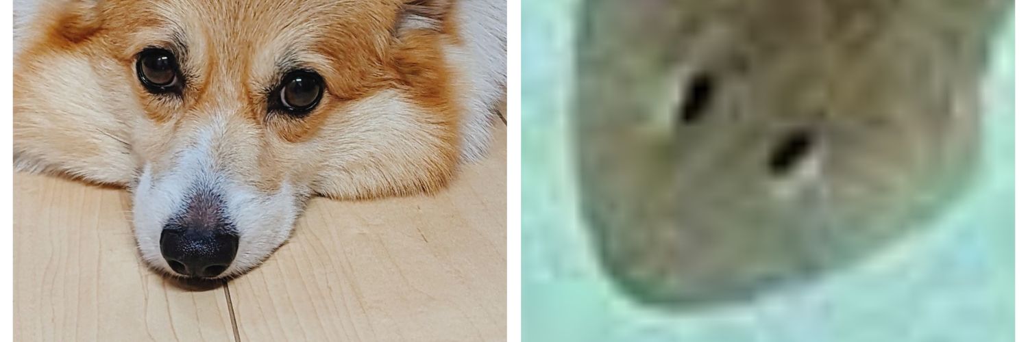 corgi_corgi's profile banner image