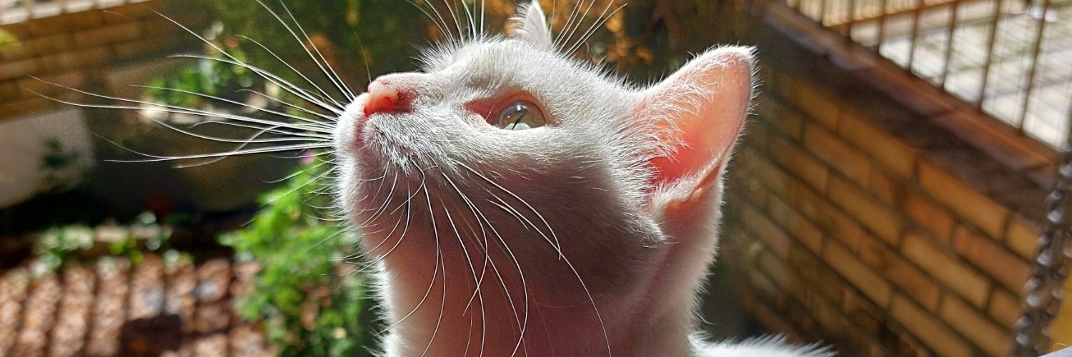 adrielle_bilo's profile banner image