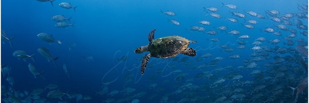 dive48Maldives's profile banner image
