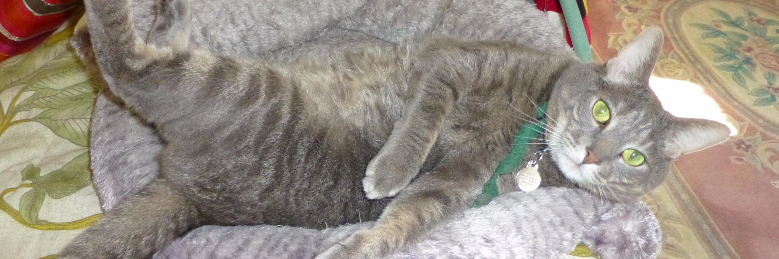 rangerdangercat's profile banner image