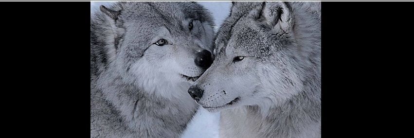 italo27F's profile banner image