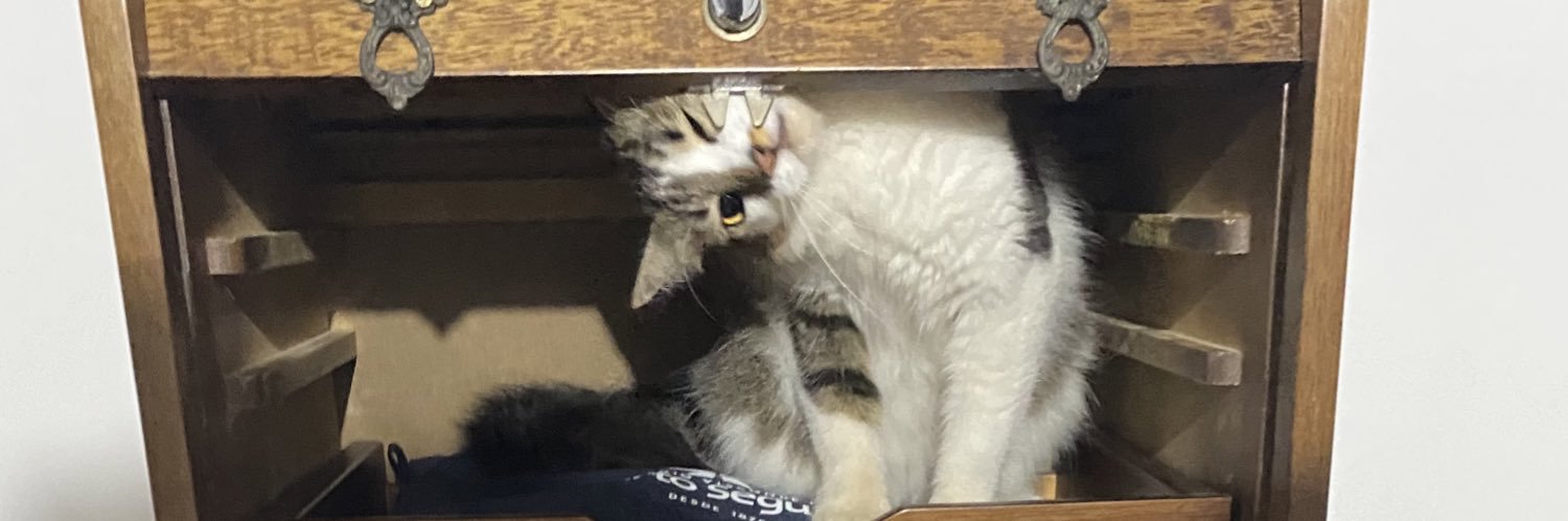 catmartinsc's profile banner image