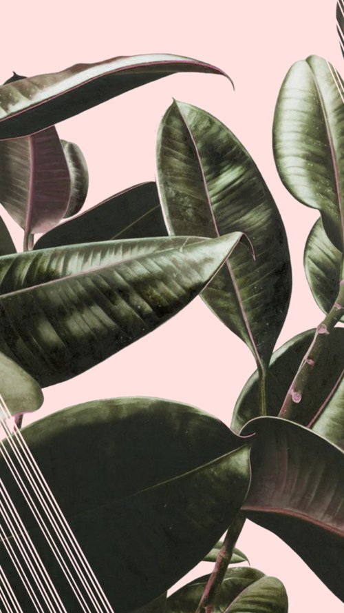 frznisa's profile banner image