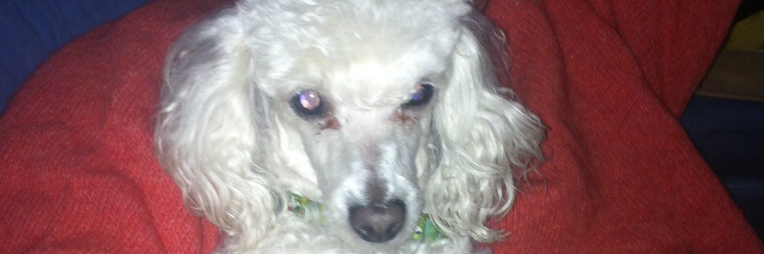 Giulia33384412's profile banner image