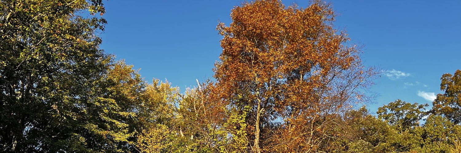 lindylew57's profile banner image