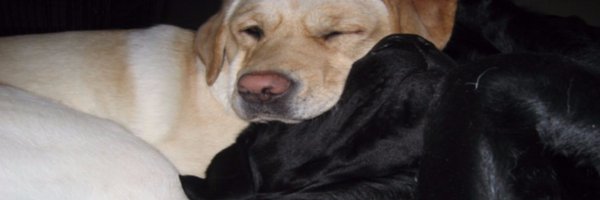lenshermanCBS Profile Banner