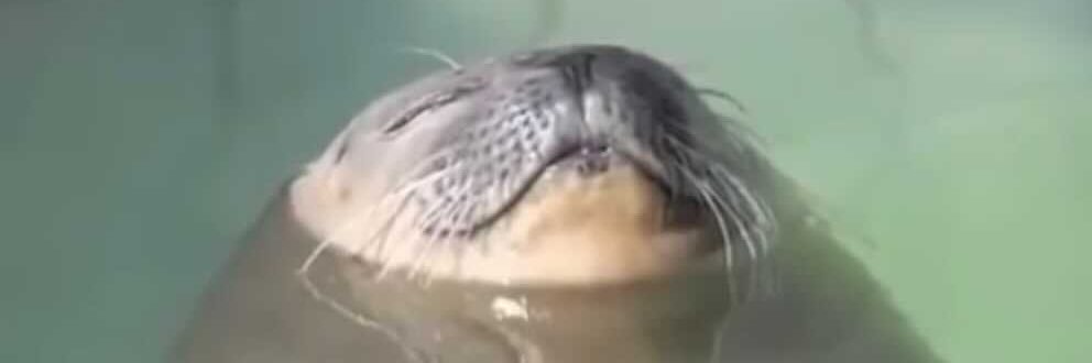 Daniel Rahman banner