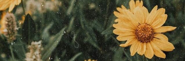 1_Sweet_Cheeks's profile banner image