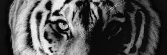 ulssx's profile banner image