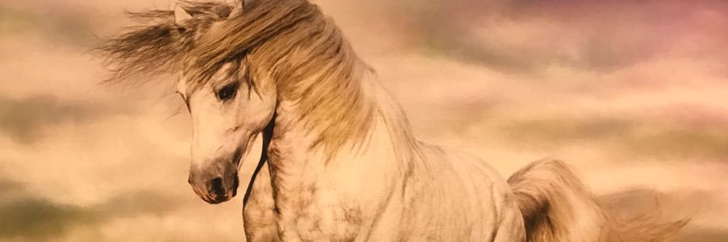 tingildak's profile banner image