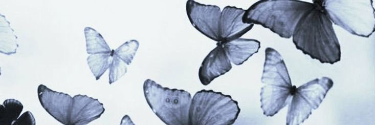 𝑿𝑿𝑰𝑰: 𝐓𝐇𝐄 𝐅𝐎𝐎𝐋. banner