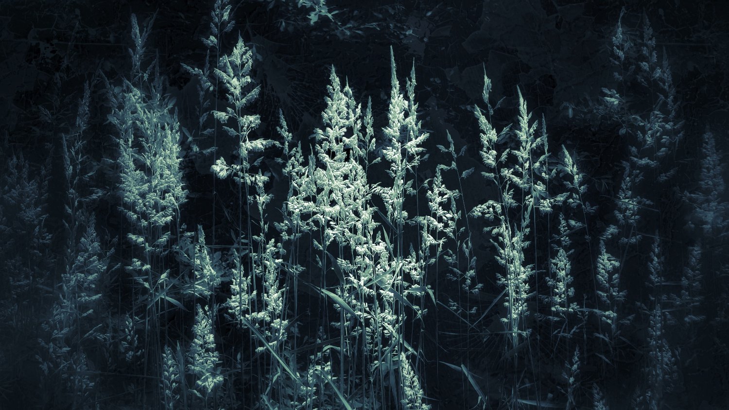HartwigMarkus's profile banner image