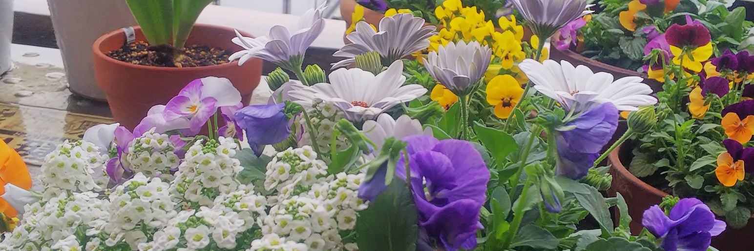 ookuni29's profile banner image
