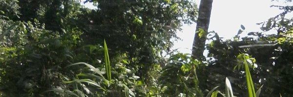 MChiponda Profile Banner