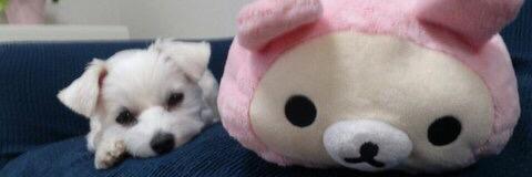 pinokoman's profile banner image