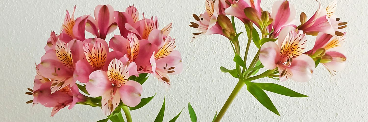 79Rosas's profile banner image