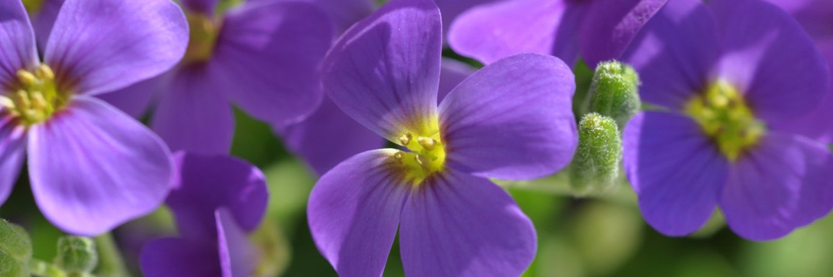 Pflanzen_Lilly's profile banner image