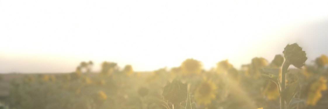 tizzymae's profile banner image