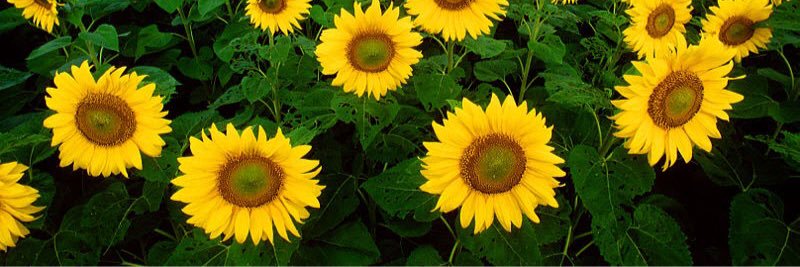 lovebstc's profile banner image