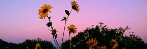 michelly_lovee's profile banner image