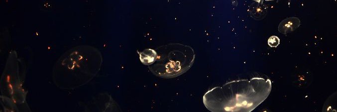 JustGinger_'s profile banner image