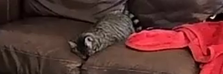 ekittyxo1's profile banner image