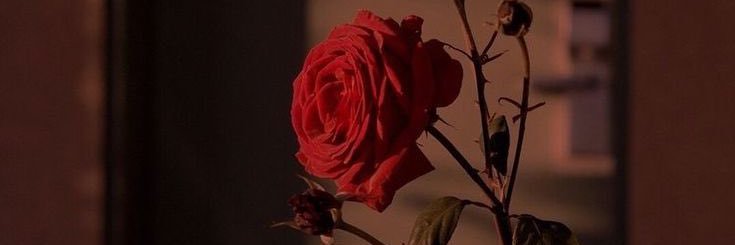 meghannavee's profile banner image