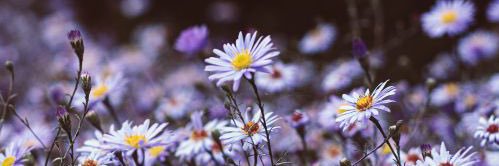 fern_rosa's profile banner image