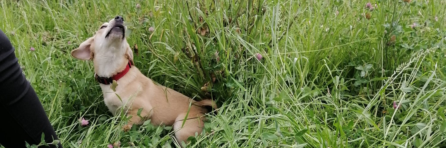 DianaSP84's profile banner image