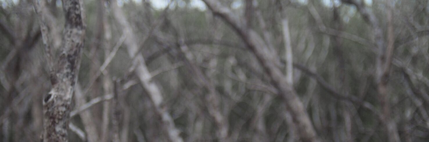 mationdaww's profile banner image