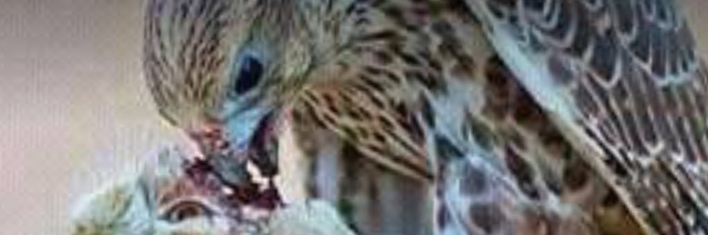 awadharsy's profile banner image