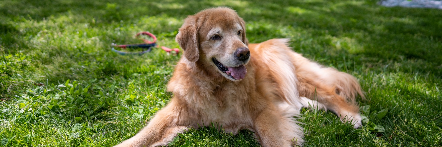 Thinknoodles (Moved to bsky) #RIPKopi 🐶🍜 banner