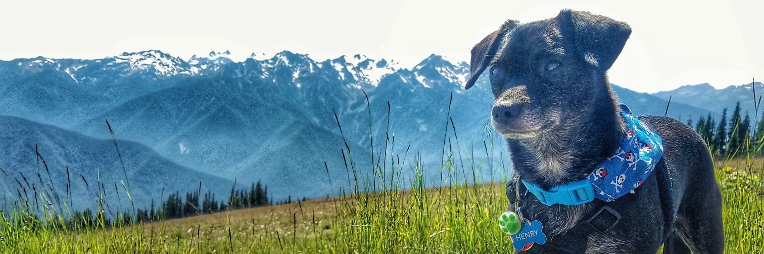 PirateDogHenry's profile banner image