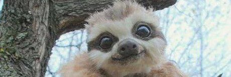 Don Grosquick Capone banner