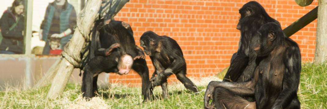 Sir Daniel Ratcliffe banner