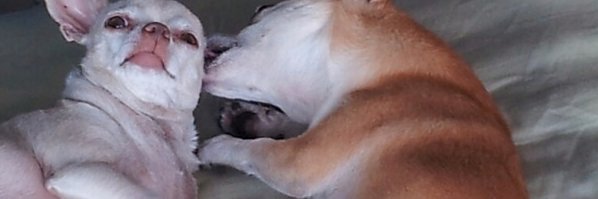 arggie's profile banner image