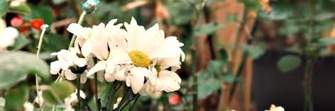 ف banner