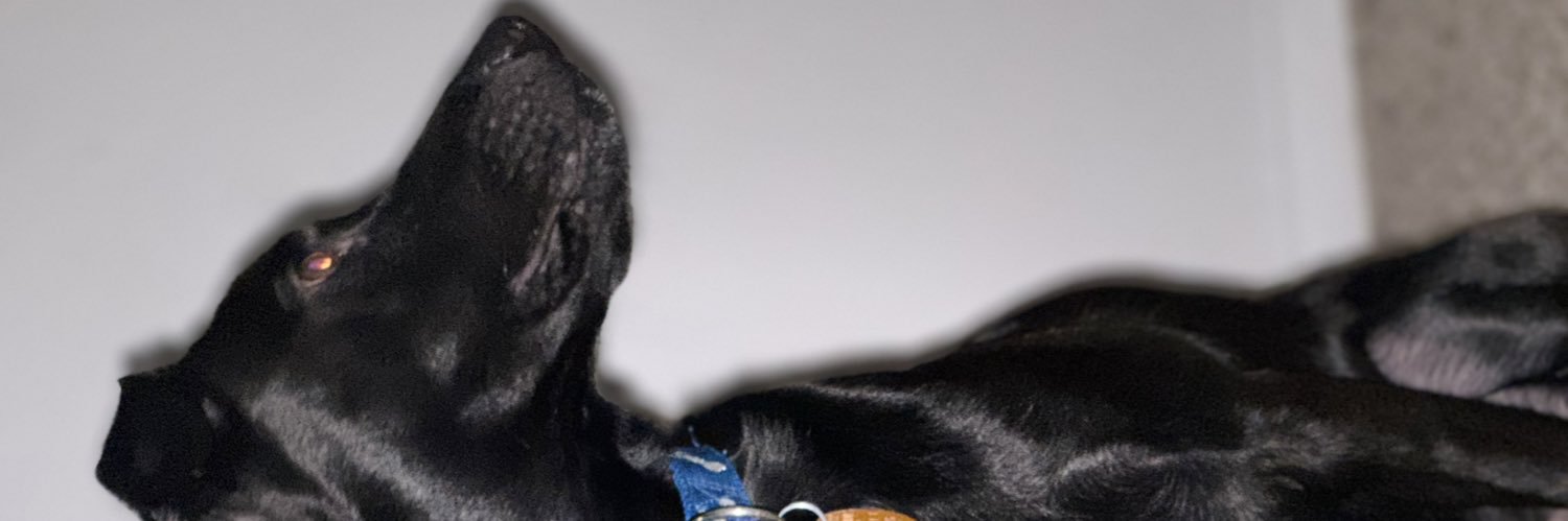 NickyKomodo's profile banner image