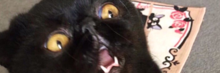 katrishakot's profile banner image