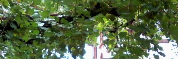 PetraLitty's profile banner image