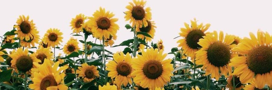 carpeIuce's profile banner image