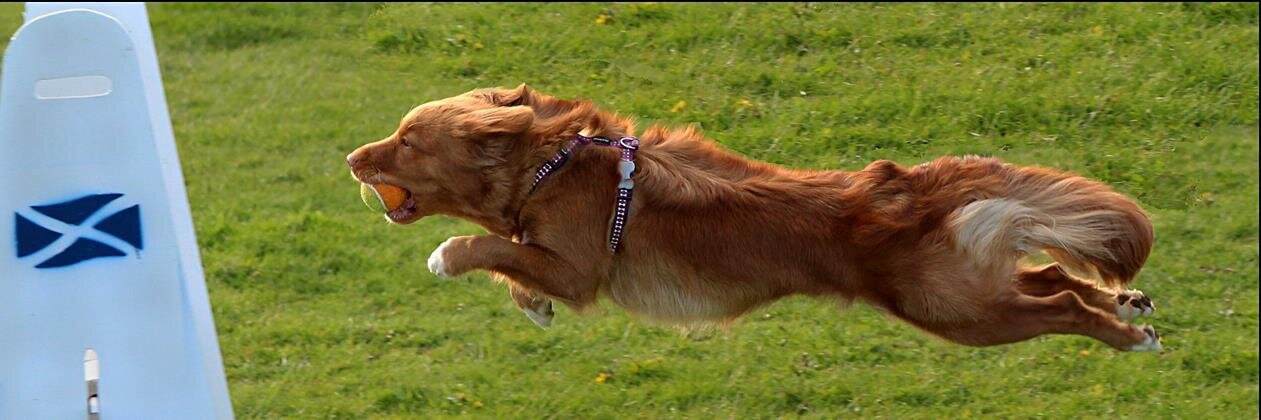 TillytheToller's profile banner image