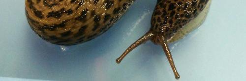 ナメクジ捜査網 banner