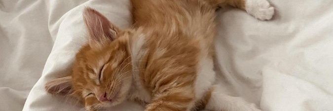 🐱José Sánchez Arreaza #GatoAmargado banner