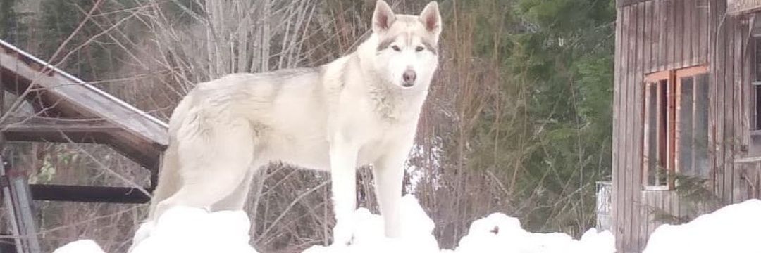 Dré Thompson banner