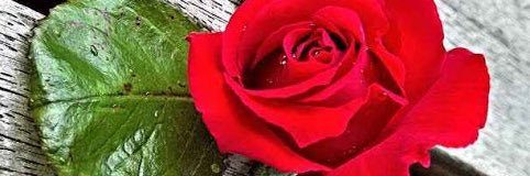 momy_o's profile banner image