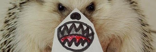 Coatuh's profile banner image